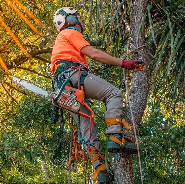 Acceso Vertical – Poda en Altura – Poda de Arboles y Palmeras – Extracciones
