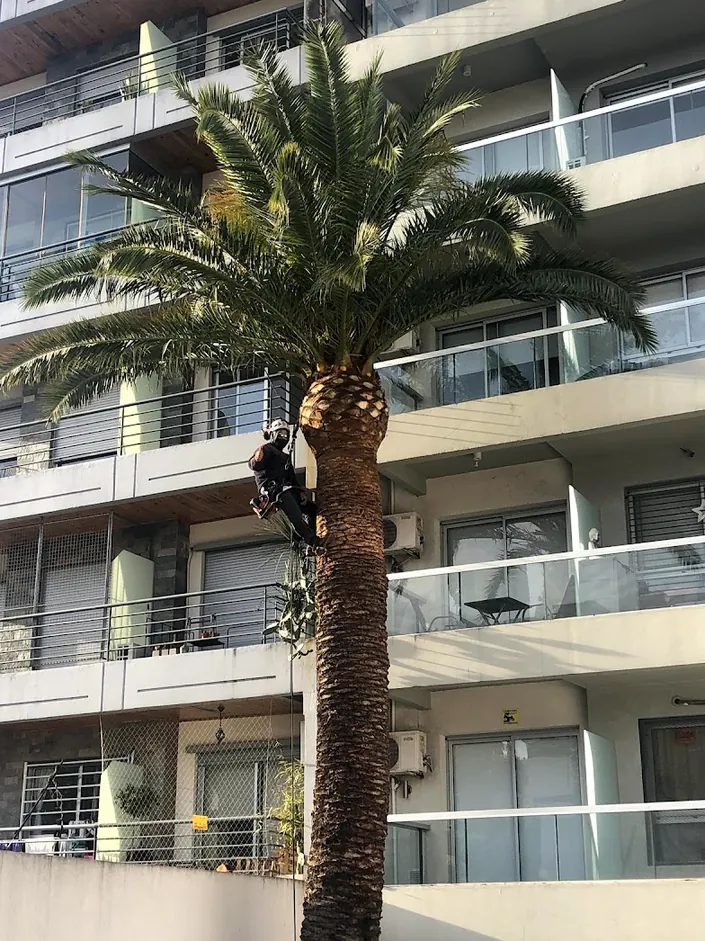 ALTAPODA – Poda en Altura de Árboles/Palmeras