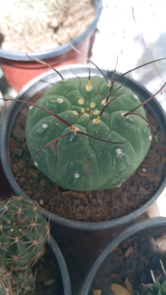 Bella flor