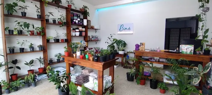 Bimë Vivero