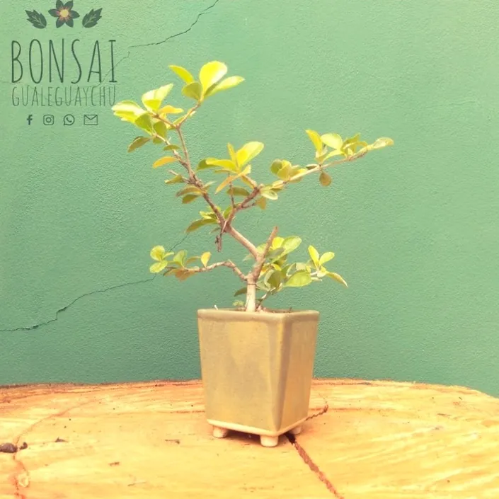 Bonsai Gualeguaychú