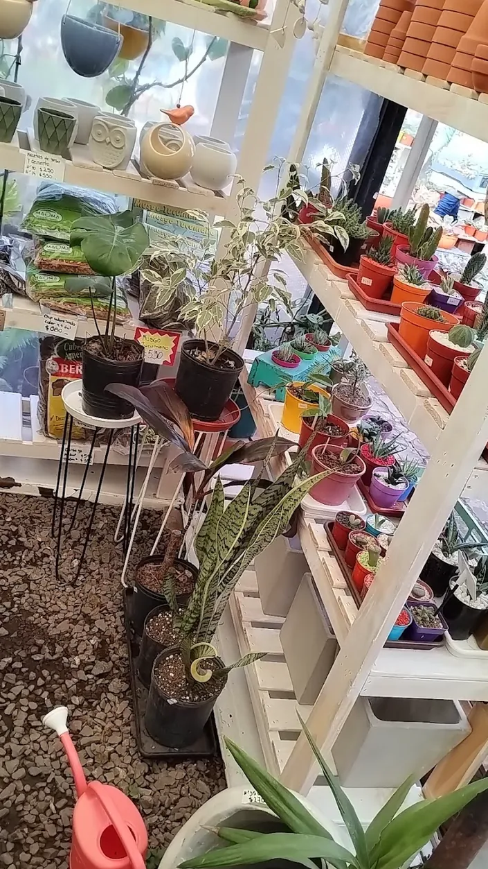 Cactus del sol