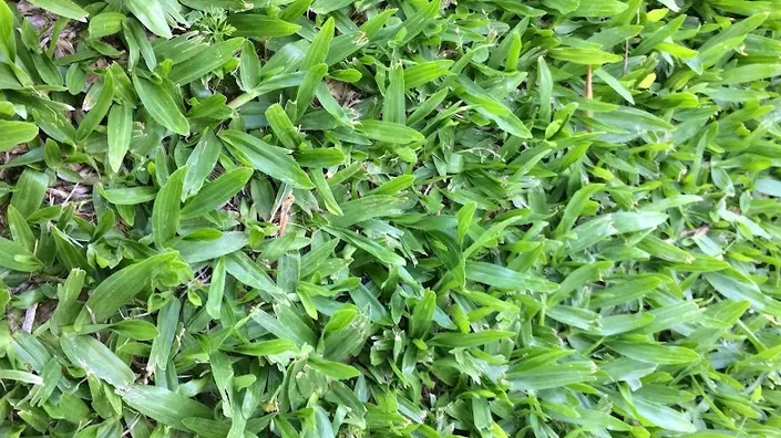 Césped Grama Bahiana – Chimpay Jardines – Zona Norte – Zona Oeste