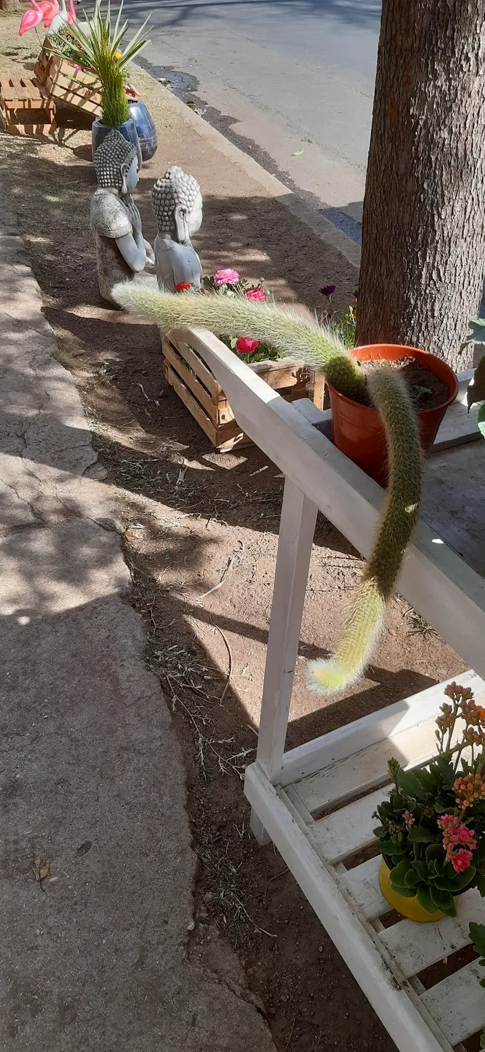 Costa Linda