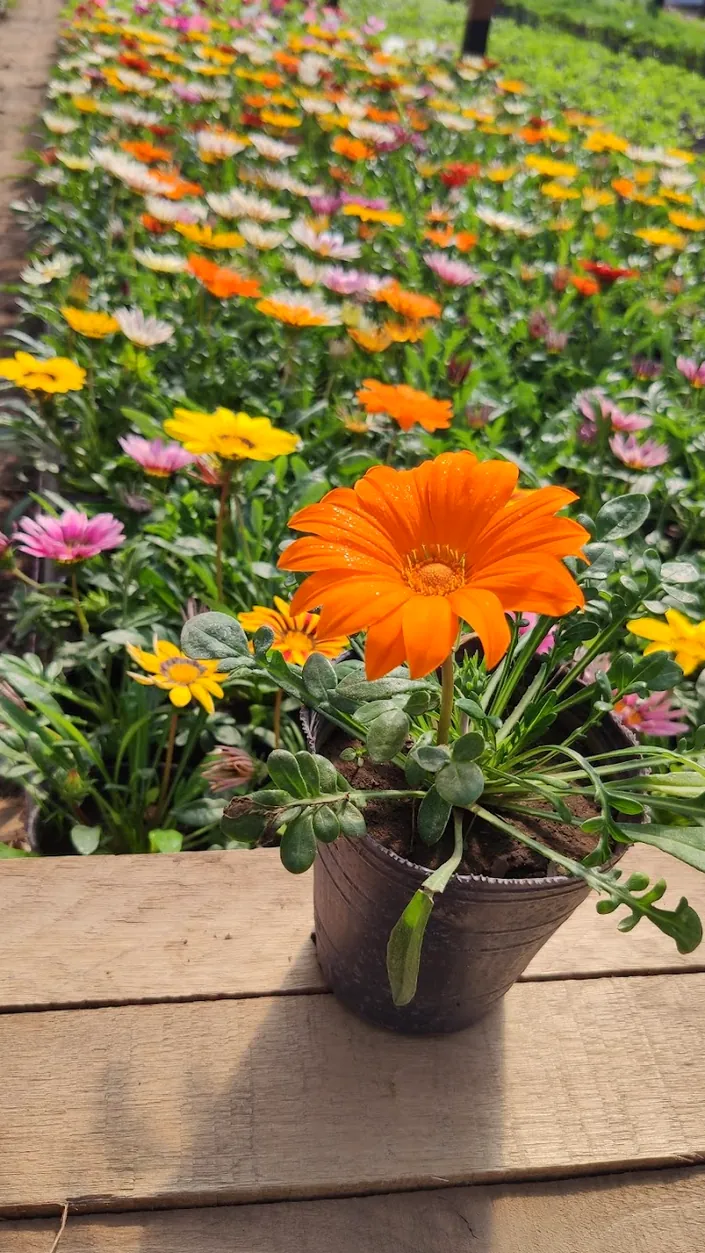 Cultivo Elias