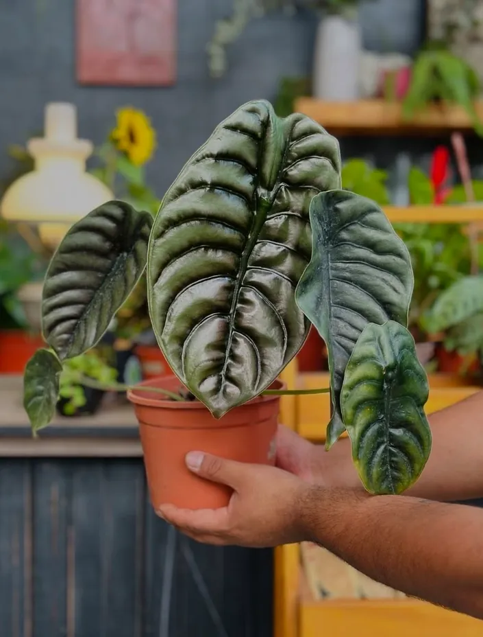 Dharma vivero – Amor por las plantas