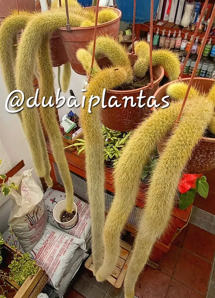Dubai Plantas