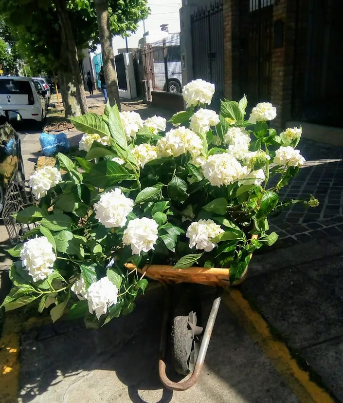 El Angel Azul Vivero