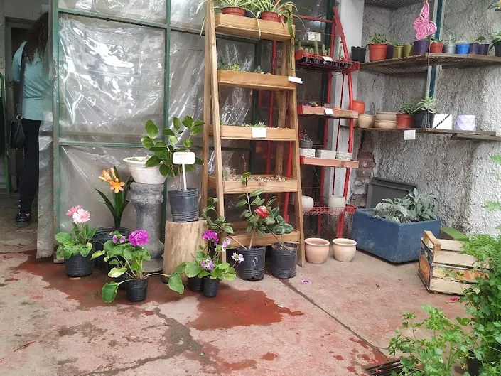 Flores y Plantas Amancay