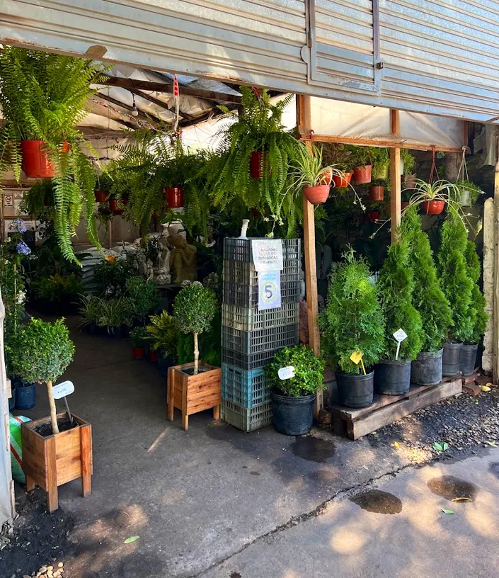 Fujii Plantas