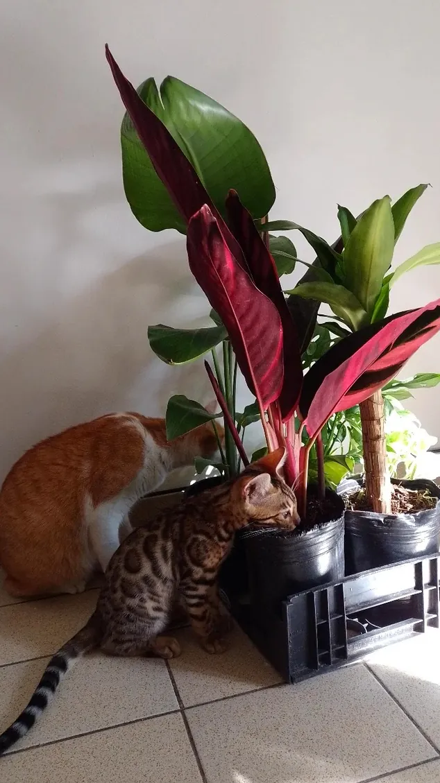 Las Plantas de Lorenzo