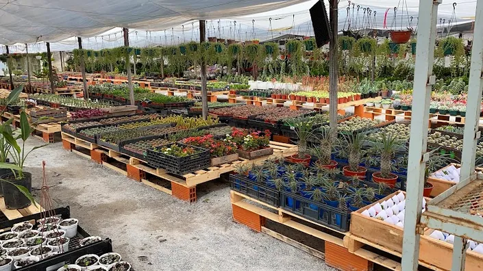 Mercado de plantas loma verde