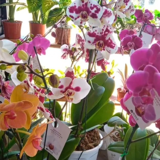 “NATURALIA ” Tienda de plantas y flores