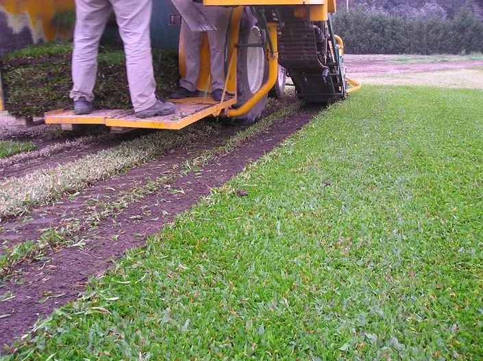 New Grass Cesped Natural