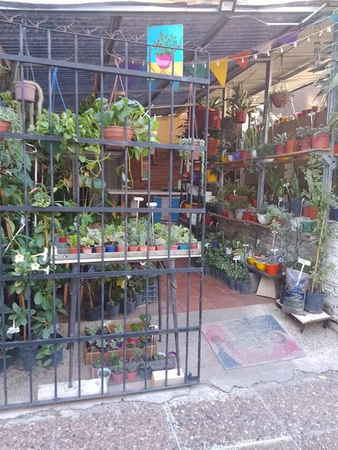 PLANTUSUCU