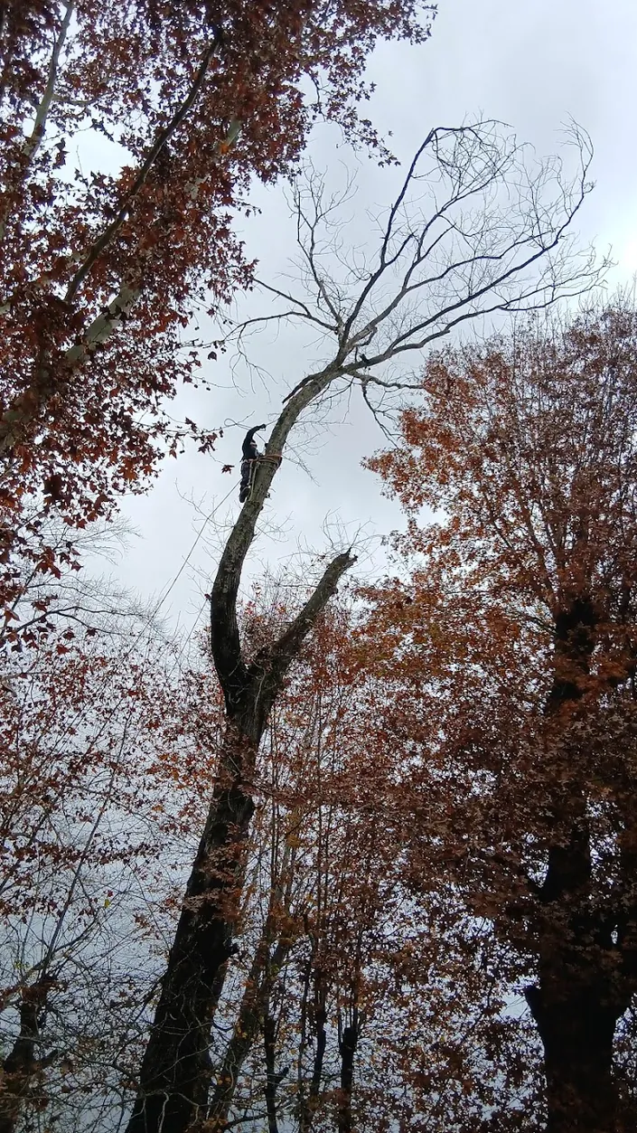Poda de altura TATÁNGELO