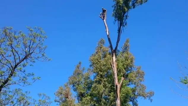 Poda de arboles en altura. WAGNER PODAS