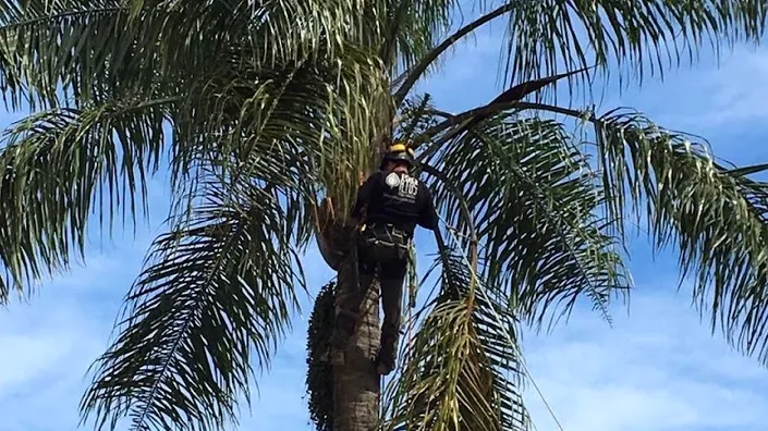 Poda de árboles *PROALTOS*