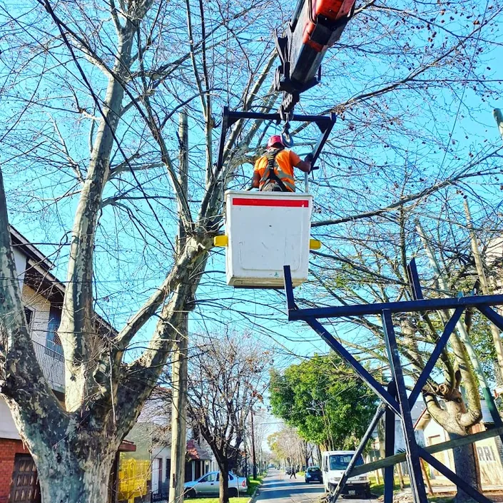 Poda PROFESIONAL de Arboles ZONA SUR
