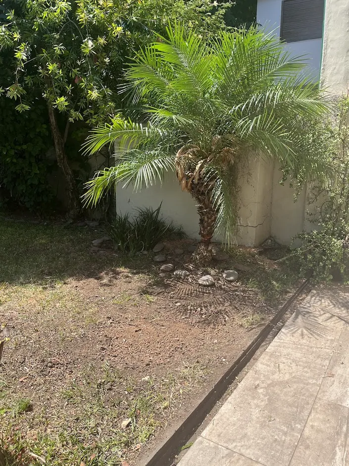 Podas el Araucaria – Podas en Altura