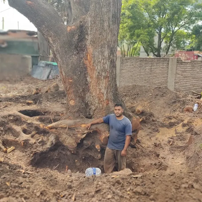 Podas Oeste – Podas en Altura
