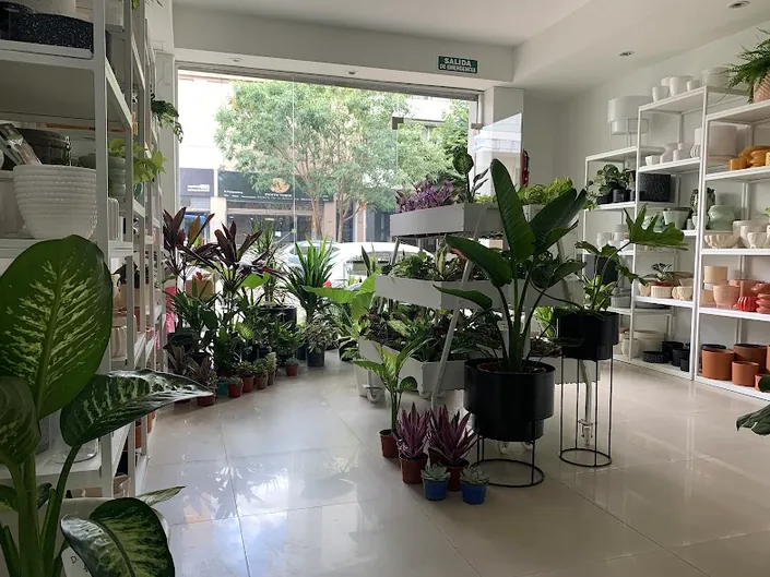 SAVIA Boutique de Plantas – Vivero