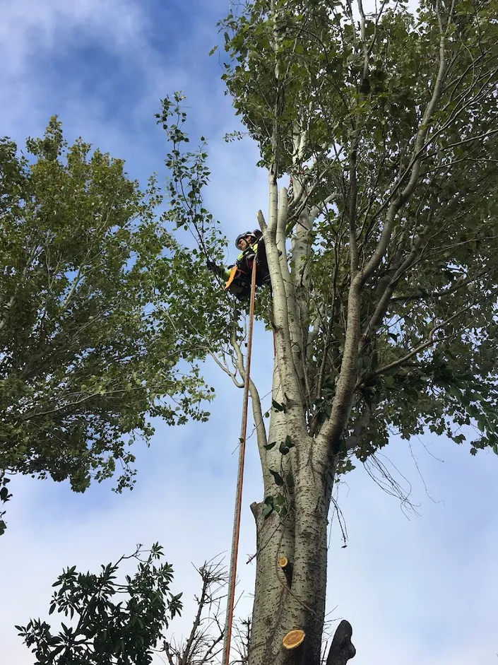 Tree consulting – Consultor Arbolista