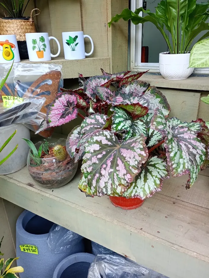 Vivero Alborada