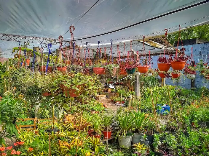 Vivero Alegría