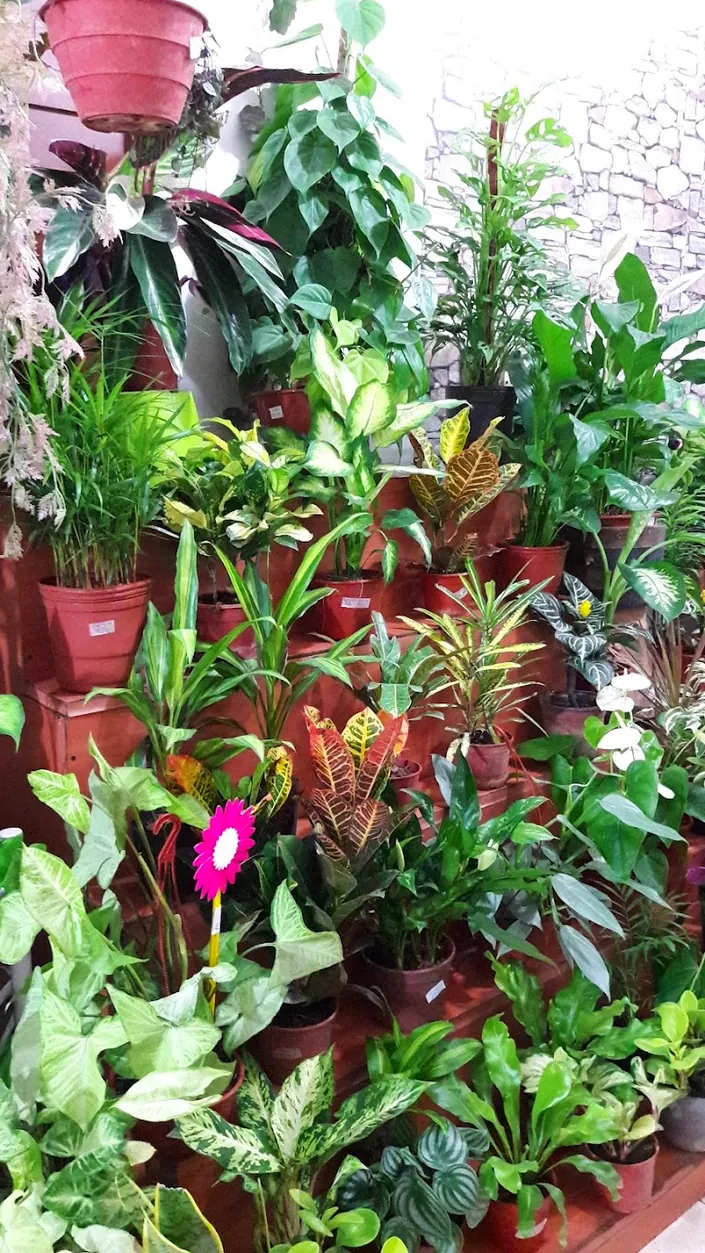 Vivero Aroma Jazmín