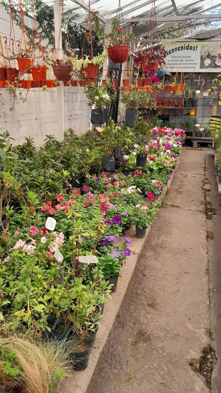 Vivero Barcala