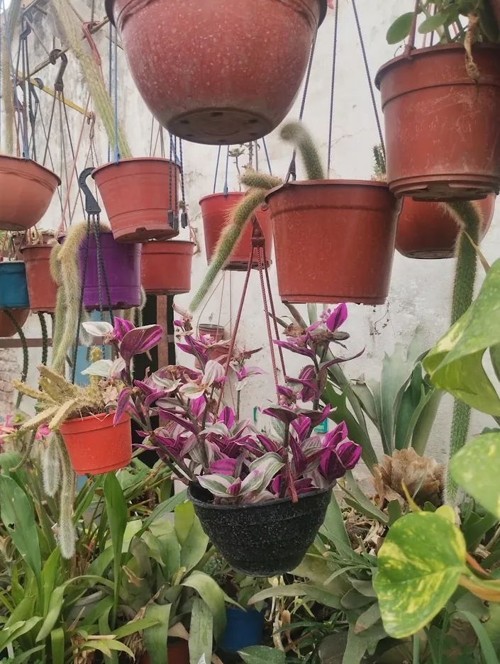 Vivero Bauza