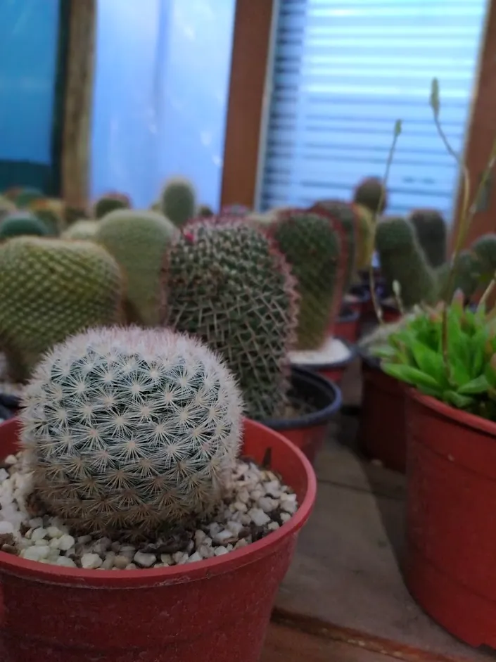 Vivero Cactus y Bonsai Río Cuarto