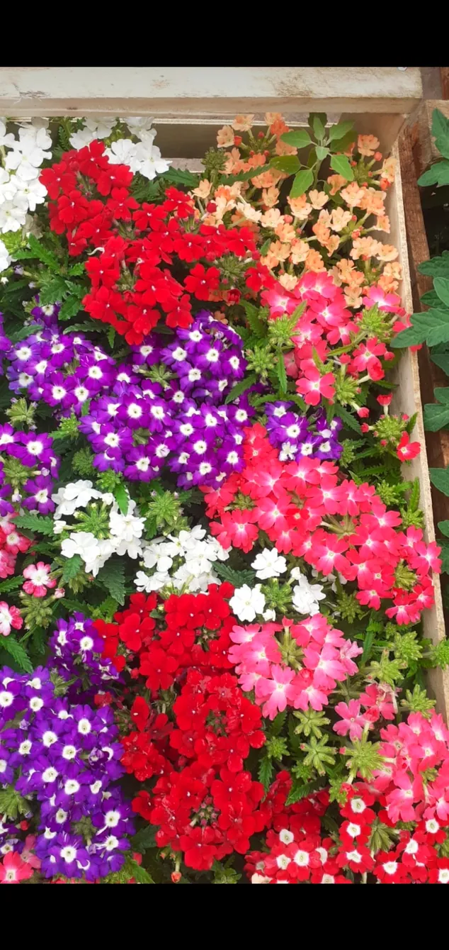 Vivero Calma