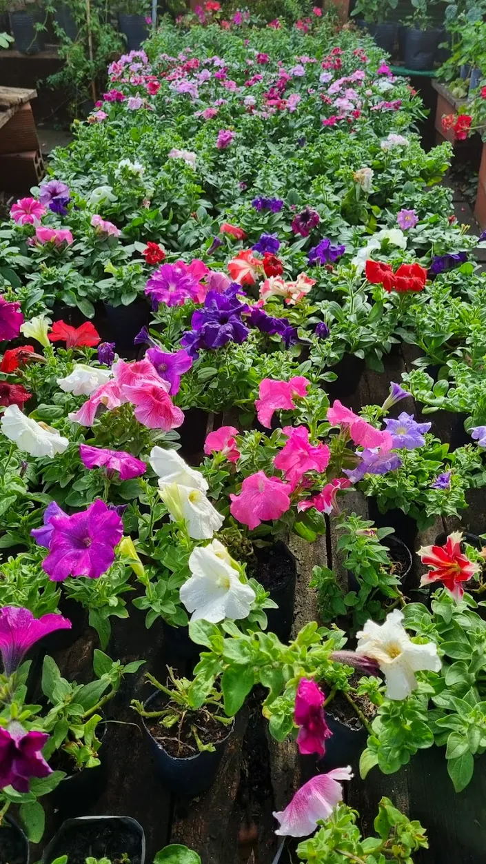 “Vivero Ceferino”