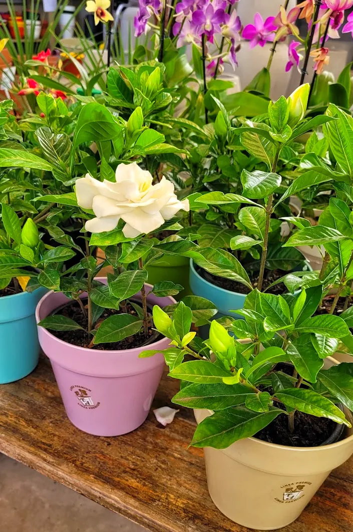 Vivero Daniel