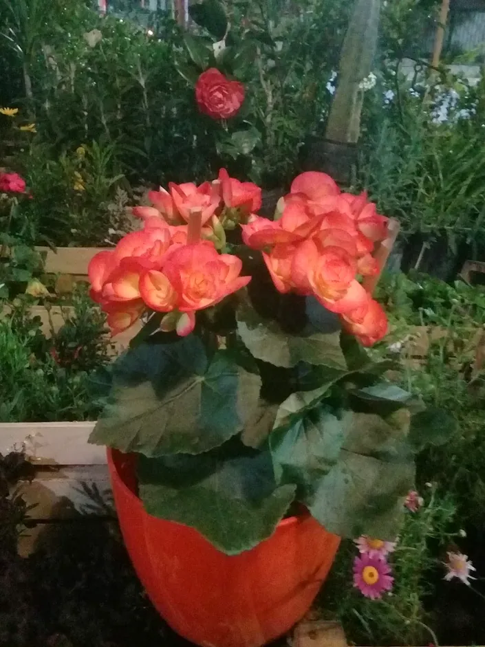 Vivero diente de león
