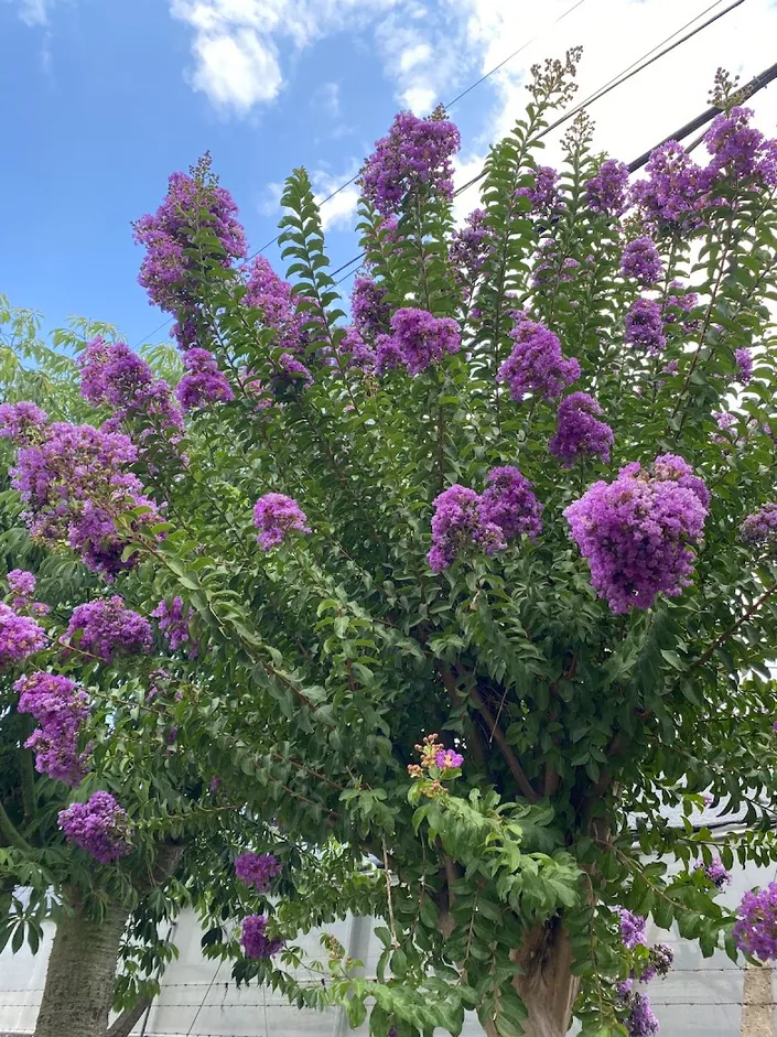 Vivero Dos Reinas