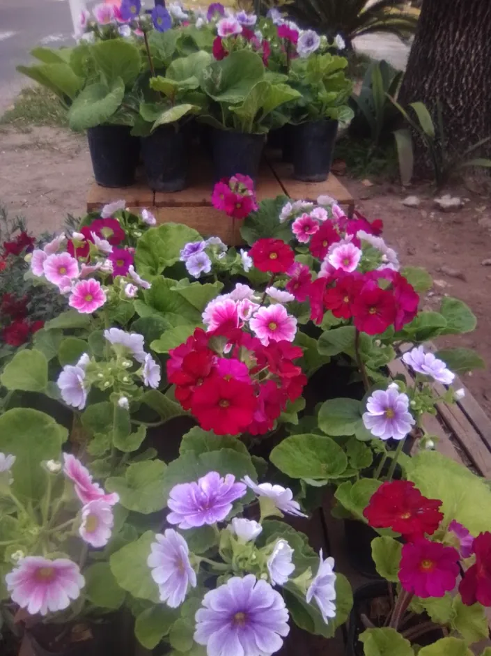 Vivero el almendro