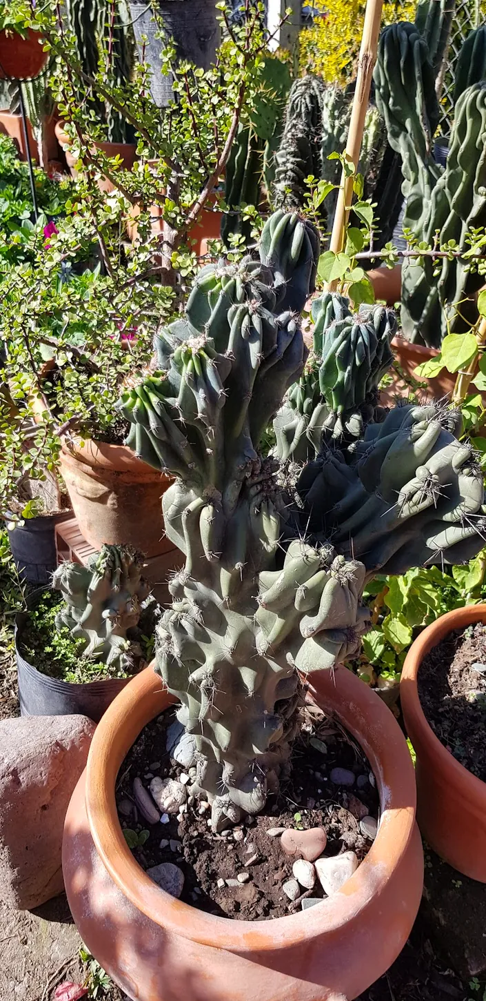 Vivero El Paraíso