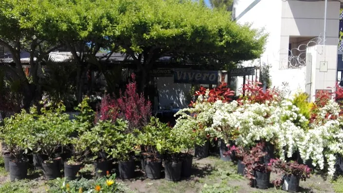 Vivero El Pensamiento
