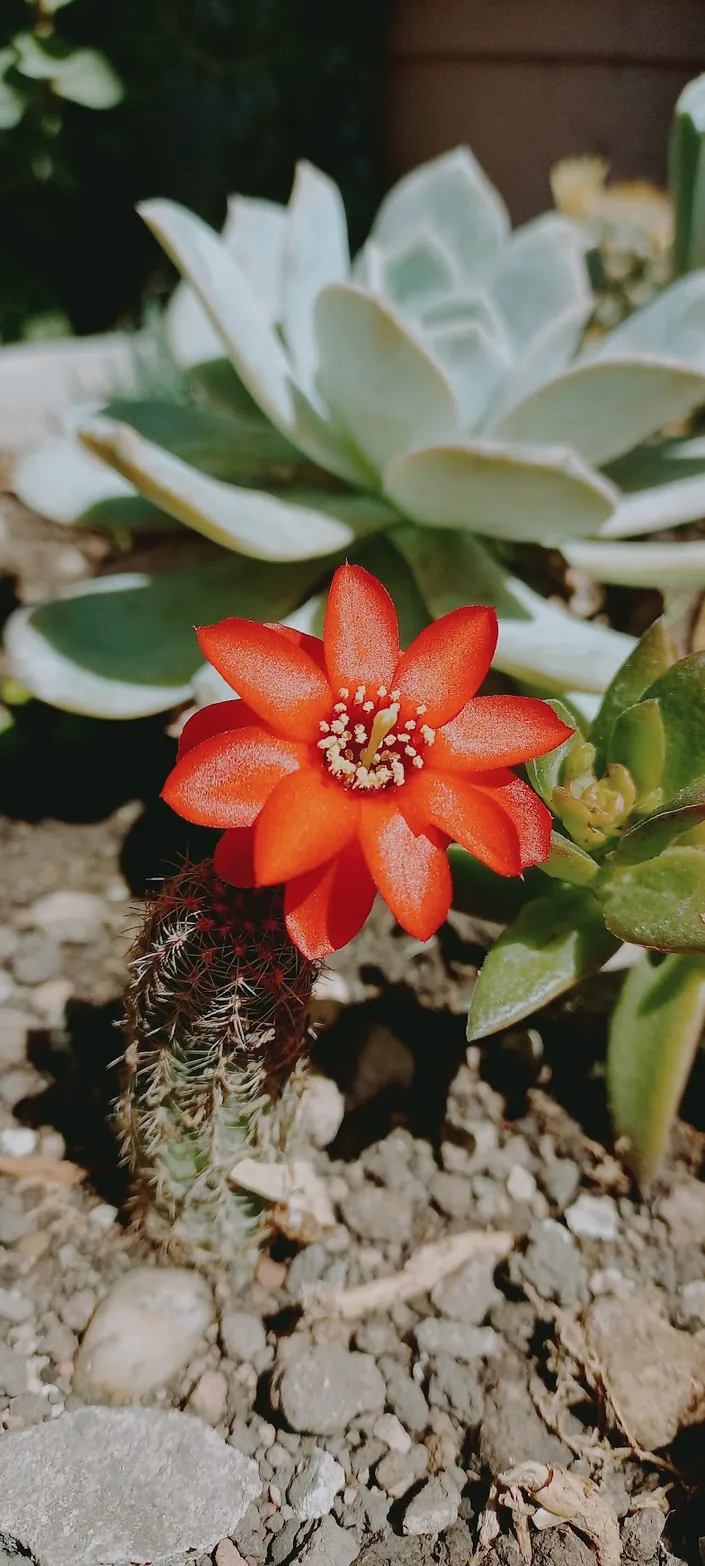 VIVERO EL SUEÑO