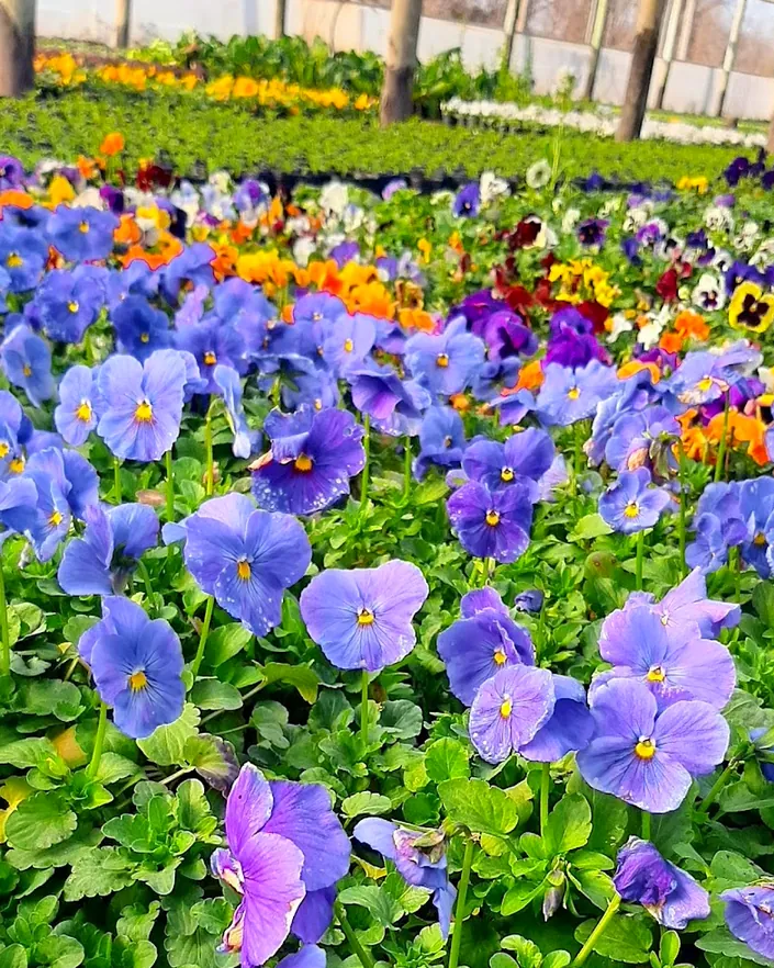 Vivero Elena