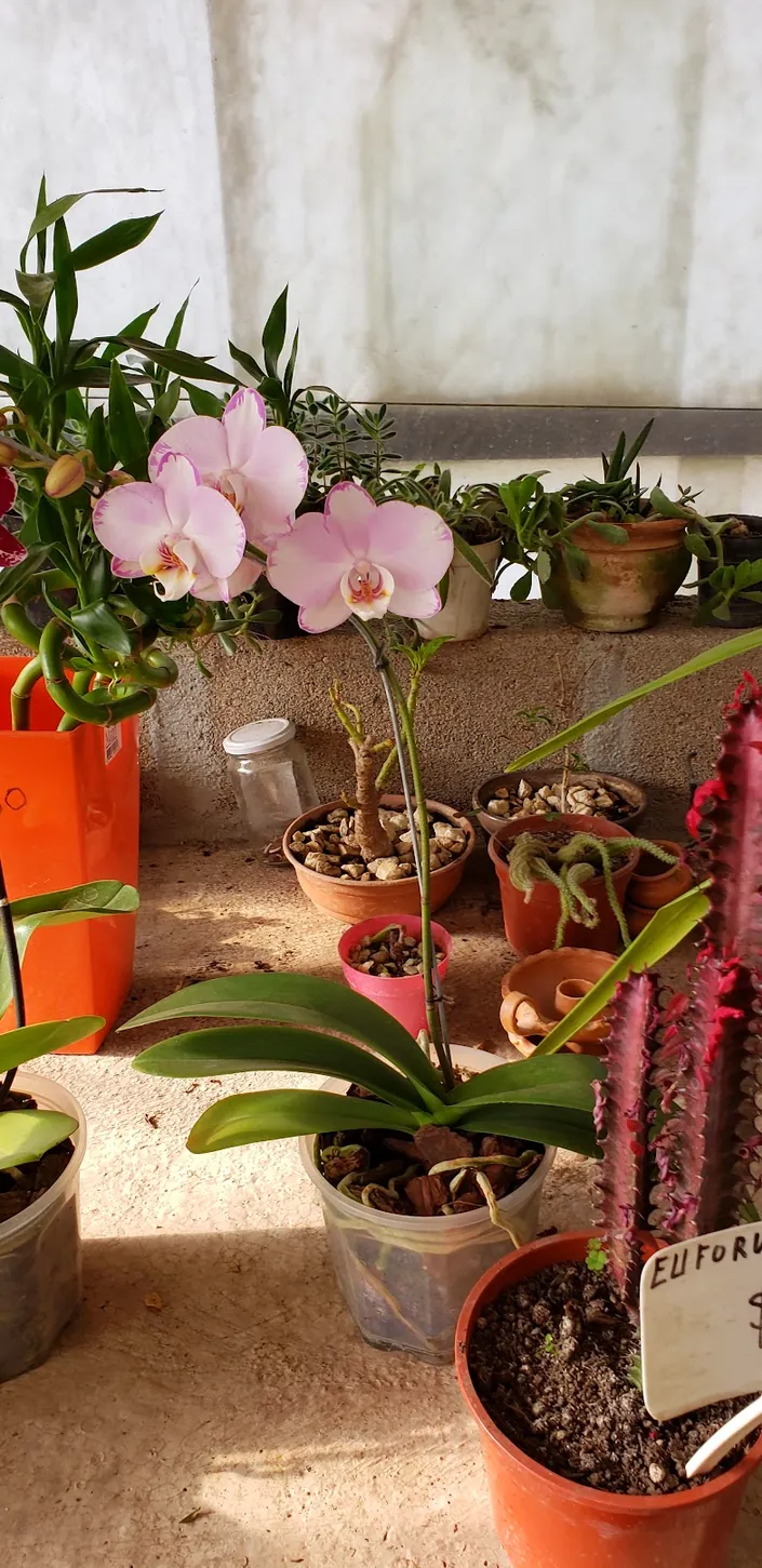 Vivero Galizia