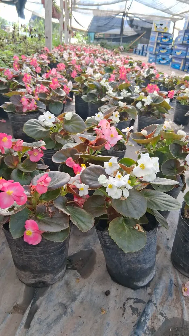 Vivero J&M Maria Madelen