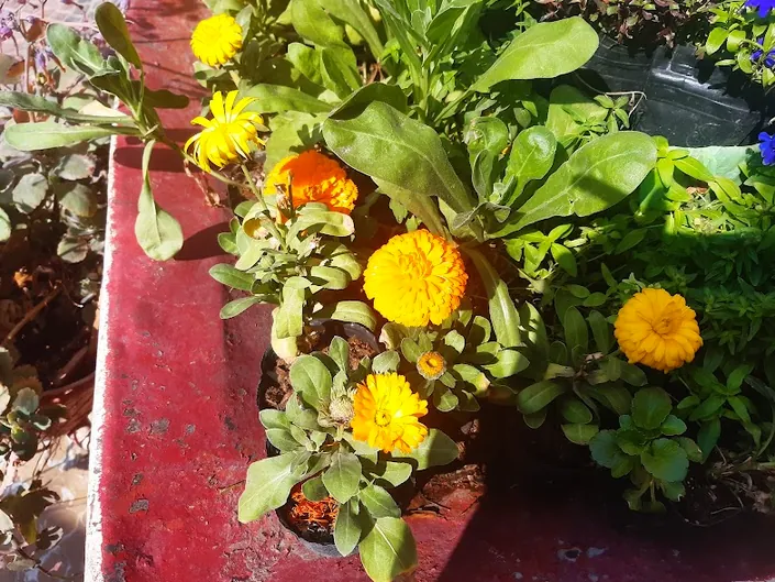 Vivero Jardín de Mis Nonos
