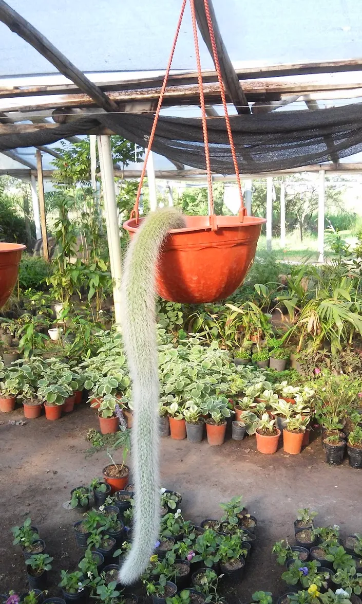Vivero La Flor Goyana