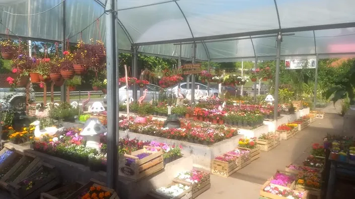 Vivero La Rosa Moderna
