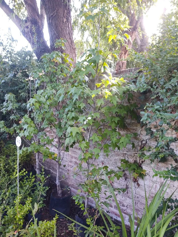 Vivero Las Lavandas
