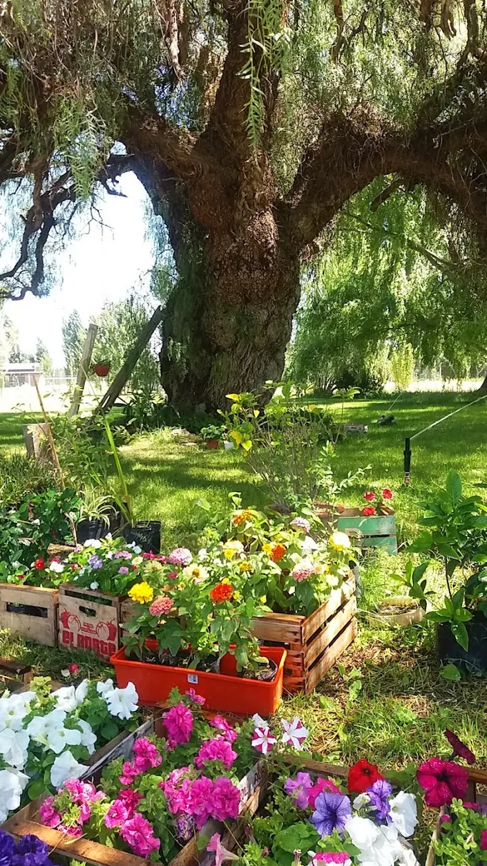 Vivero “Las Varas”